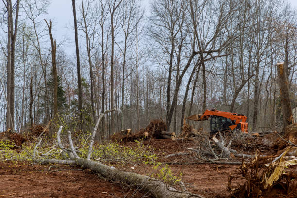 Professional Tree Removal Services in Caruthers, CA